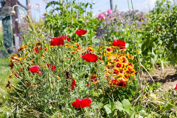 在一个非常阳光明媚的日子7月在德国南部 你会看到细节和颜色的山寨乡村花在花园的氛围农舍与红色 粉红色和蓝色的南部天空 — 图库照片
