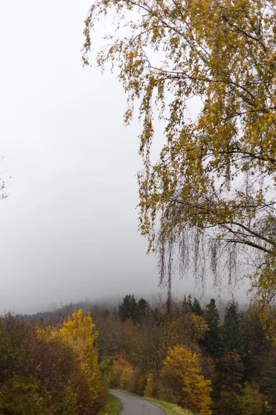 Arbres Automne Brumeux Feuilles Dans Campagne Sud Allemande Avec Pelouse — Photo