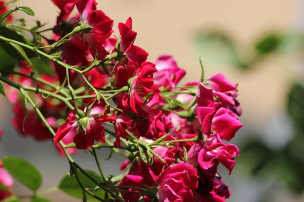 Dia Muito Ensolarado Junho Alemanha Sul Você Rosas Muitas Cores — Fotografia de Stock