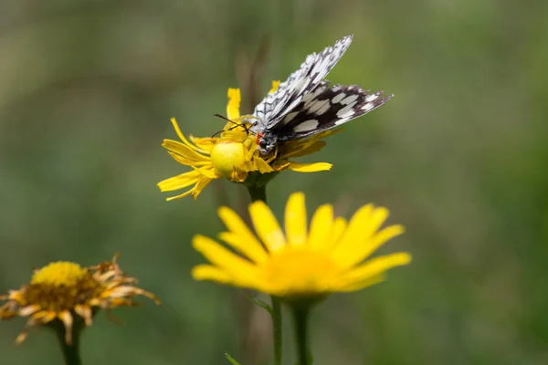 Teste Padrão Brilhante Borboleta Com Estrutura Preta Contraste Agradável Cor — Fotografia de Stock