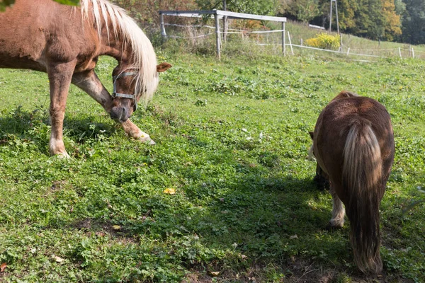 Moeder Paard Met Haar Veulen Een Zomerdag September Buurt Van — Stockfoto
