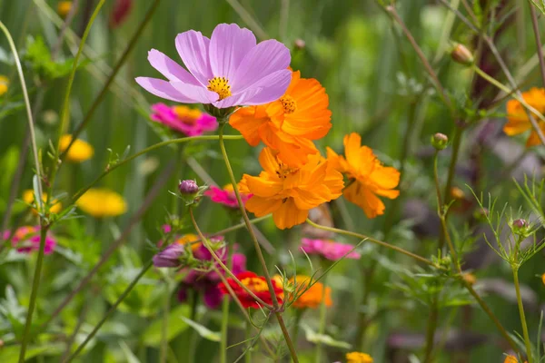 Very Sunny Day June South Germany You See Details Colors — Stock Photo, Image