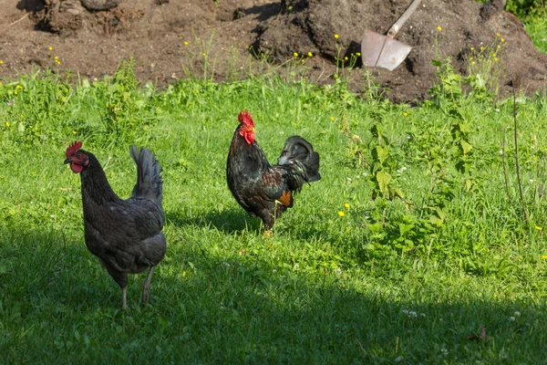 Very Sunny Day July South Germany You See Chickens Male — Stock Photo, Image