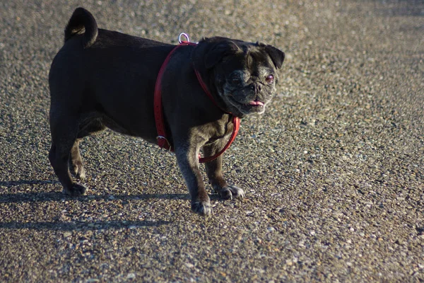 Trapeadores Pug Color Negro Llamado Adelheid Soleado Paseo Vespertino Septiembre — Foto de Stock