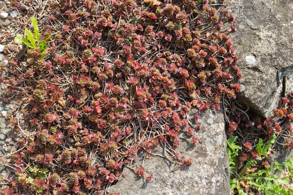 Sonunda yaz Eylül ar kırsal kırsal Münih ve stuttgart yakınındaki Güney Alman yazlık bahçe