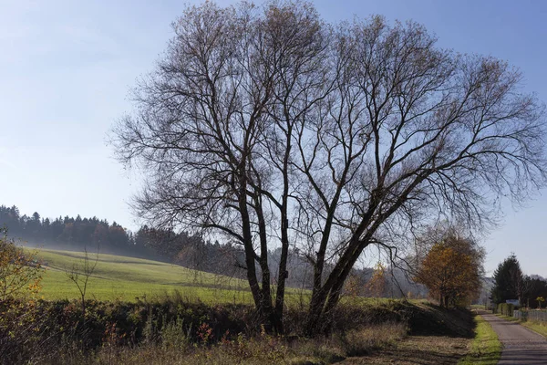 Větve Stromů Bobule Nich Podzimní Krajinu Listopadu Když Jasně Svítí — Stock fotografie