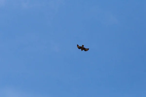 Pájaro Presa Como Pareja Verano Cielo Azul Sur Alemania Verano — Foto de Stock