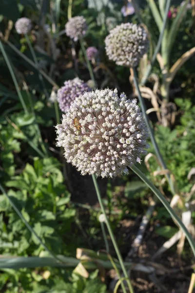 Dia Muito Ensolarado Julho Alemanha Sul Você Detalhes Cores Flores — Fotografia de Stock