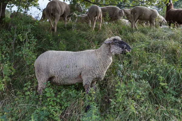 Vous Voyez Des Moutons Heure Été Août Allemagne Sud Près — Photo