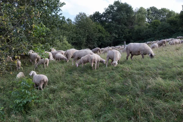 Vedono Pecore Agosto Estate Nella Germania Meridionale Vicino Stoccarda Con — Foto Stock