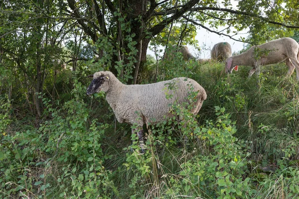 Ves Ovejas Agosto Hora Verano Sur Alemania Cerca Tartamudez Con — Foto de Stock