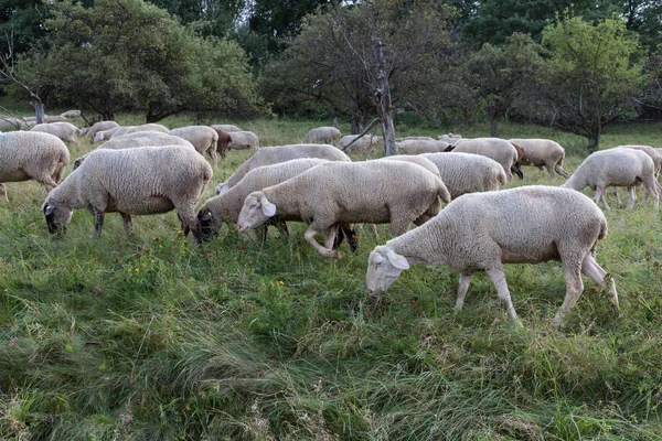 Ziet Sheeps Augustus Zomertijd Zuid Die Duitsland Buurt Van Stuttgart — Stockfoto