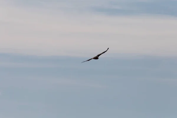 Pájaro Presa Como Pareja Verano Cielo Azul Sur Alemania Verano — Foto de Stock