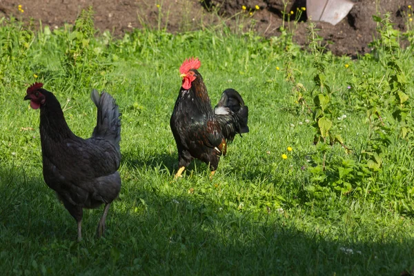 Dia Muito Ensolarado Julho Alemanha Sul Você Galinhas Macho Fêmea — Fotografia de Stock