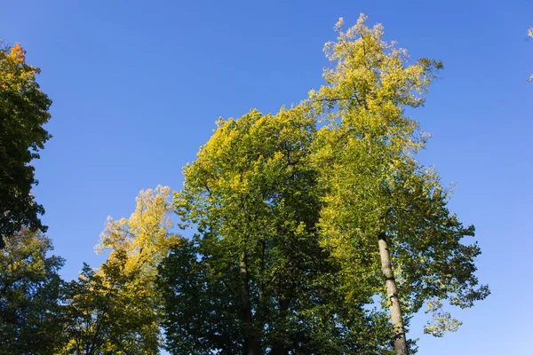 Alberi Con Colore Giallo Caduta Una Giornata Sole Nel Mese — Foto Stock