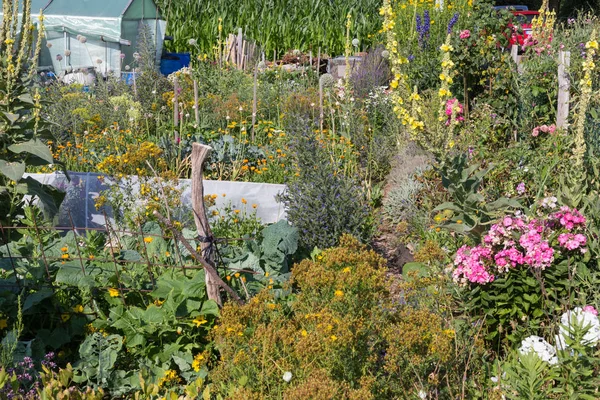 乡村小屋花园在炎热的夏天7月在德国南部靠近城市斯图加特和慕尼黑 — 图库照片