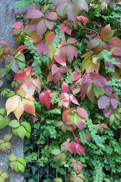 Herbstmonat Oktober Zeigt Farbenfrohe Rote Und Grüne Blätter Zaun Und — Stockfoto
