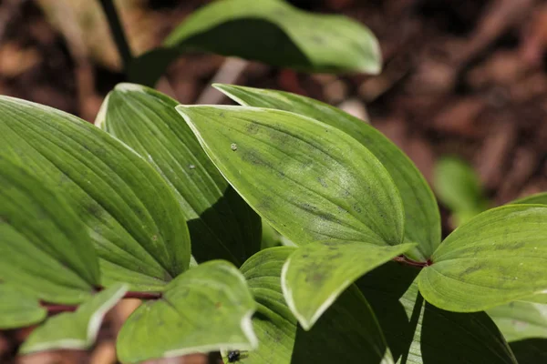 fresh plants at shadow place in park