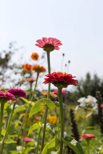 Close Look Colorful Flowers South Germany Countryside Sunny Day August — Stock Photo, Image