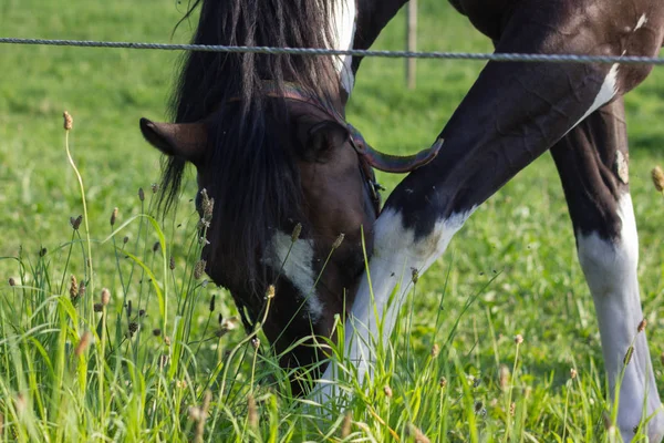 Horizon Blue Sky Clouds Big Small Horses Eating Grass Sunny — Stock Photo, Image