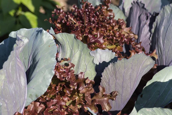 Día Muy Soleado Junio Sur Alemania Ven Detalles Colores Plantas —  Fotos de Stock