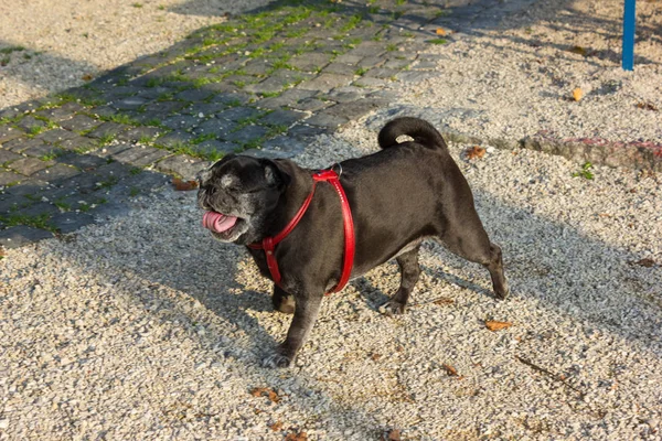 Mops Języku Niemieckim Mopy Nazwane Adelheid Wakacje Wycieczka Parku Południowych — Zdjęcie stockowe