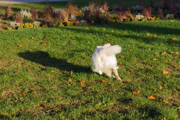 Negro Pug Blanco Amigo Perro Tener Divertido Noviembre Por Noche — Foto de Stock