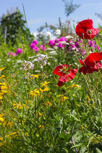 在一个非常阳光明媚的日子7月在德国南部 你会看到细节和颜色的山寨乡村花在花园的氛围农舍与红色 粉红色和蓝色的南部天空 — 图库照片