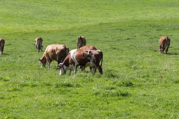 Manada Vacas Campo Verde Mês Verão Agosto Sul Alemanha Campo — Fotografia de Stock