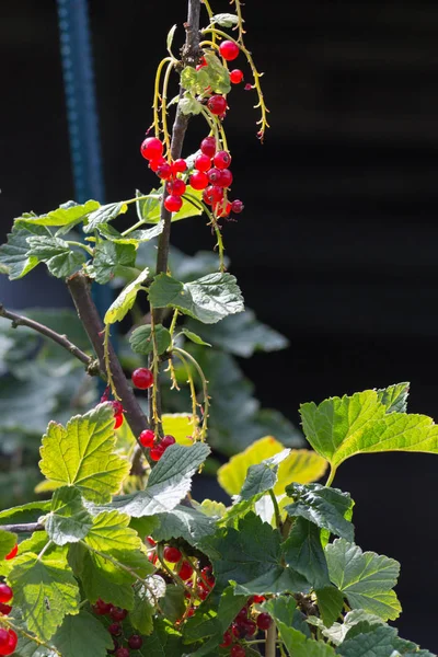Berries German Cottage Garden Summer July South Germany City Munich — Stock Photo, Image