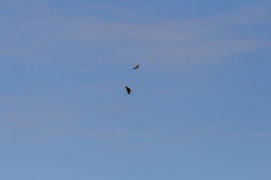 Güney Almanya yaz Temmuz yaz mavi gökyüzünde çift olarak bir yırtıcı kuş