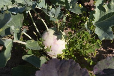 Haziran ayında Güney Almanya çok güneşli bir günde ayrıntıları ve sebze ve salata gibi yeşil bitkilerin renkleri görmek