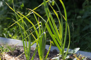 Haziran ayında Güney Almanya çok güneşli bir günde gördüğünüz sebze ve salata ve kırsal kesimde açık dünya üzerindeki çiçekler