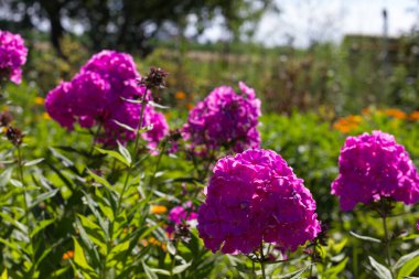 Sen görmek detayları ve çiftlik evinin Bahçe ambiente yazlık ülke çiçek renkleri harika turuncu kırmızı ve pembe ve mavi renkler ile Haziran ayında Güney Almanya çok güneşli bir günde