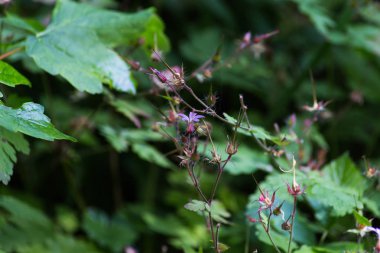 çiçeği güçlü renkler ve her çiçek çiçek Güney Alman kayın ormanı atmosferin koyu arka plan ayrı fark
