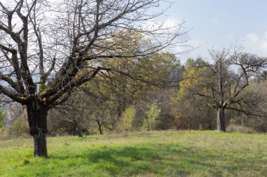 Peyzaj ve ağaçların meyveleri ve Güney Almanya Münih şehri yakınlarında güneşli bir günde ve stuttgart Kasım, sonbaharda yaprakları ile