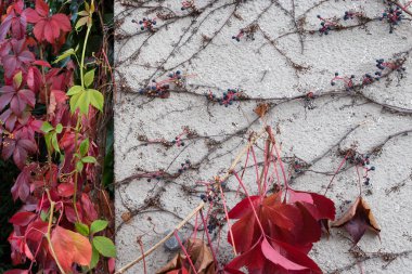 bir şehir Güney Almanya kırsal bir yazlık bahçe yanında cephe çiçek Güz