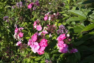 Sen görmek detayları ve yazlık ülke çiçek çiftlik evinin Bahçe ambiyans içinde renklerle harika turuncu kırmızı ve pembe ve mavi renkler çok güneşli Güney Almanya'da Temmuzda