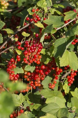 çok güneşli bir akşam Güney Almanya'da Temmuzda ahududu ve Frenk üzümü ve çilek kırmızı ve pembe renkte diğer türlü gibi meyveler görmek