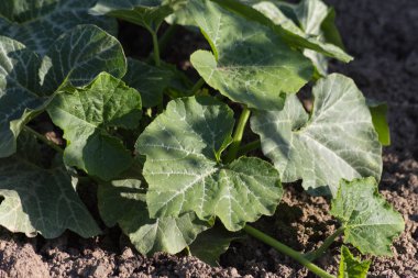 Haziran ayında Güney Almanya çok güneşli bir günde ayrıntıları ve salata mor lahana soğan ve daha fazlası gibi yeşil bitkilerin renkleri görmek