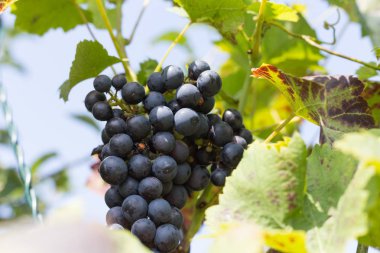 Aromatique güneye Alman yazlık şehir stuttgart yakınındaki üzüm geç Ağustos sonbahar ay mavi mor ve yeşil renkleri ile yapraklar ve dallar