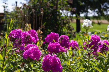 Sen görmek detayları ve çiftlik evinin Bahçe ambiente yazlık ülke çiçek renkleri harika turuncu kırmızı ve pembe ve mavi renkler ile Haziran ayında Güney Almanya çok güneşli bir günde