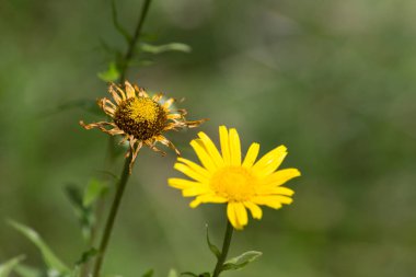 çiçeği güçlü renkler ve her çiçek çiçek Güney Alman kayın ormanı atmosferin koyu arka plan ayrı fark