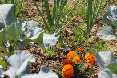 Haziran ayında Güney Almanya çok güneşli bir günde salata ve kırsal kesimde açık kahverengi dünya üzerindeki çiçekler gibi yeşil bitkiler görmek