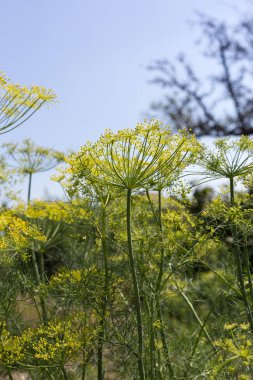 Sen görmek detayları ve yazlık ülke çiftlik evinin Bahçe ambiyans çiçeklenir renkleri harika turuncu kırmızı ve pembe ve mavi renkler ile Haziran ayında Güney Almanya çok güneşli bir günde