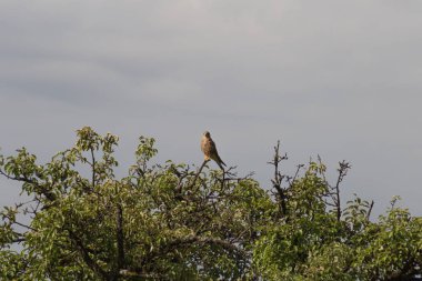 bir yaz günü Temmuzda kerkenez branche arka planda karanlık thunderclouds ile ağaç üzerinde bir dinlenme geçiriyor