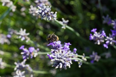 Sen görmek detayları ve çiftlik evinin Bahçe ambiente yazlık ülke çiçek renkleri harika turuncu kırmızı ve pembe ve mavi renkler ile Haziran ayında Güney Almanya çok güneşli bir günde