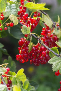 çilek yaz Temmuz bir Alman yazlık bahçe şehir munich yakınındaki güney Almanya ve stuttgart