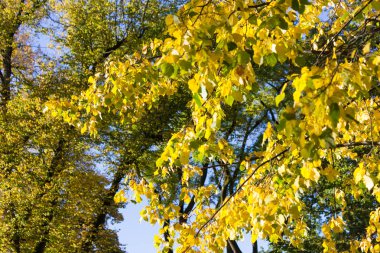 ağaçlar büyük mavi gökyüzü ve sıcak güneşin stuttgart alanıyla yakınındaki güney Almanya tarihi şehir, Ekim ayında güneşli bir Sonbaharın sarı renkle