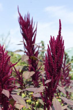 yakın Güney Almanya kırsal renkli çiçekler güneşli bir stuttgart şehir ve Münih yakınında Ağustos bakın